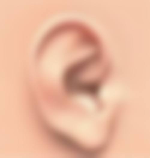 植物根毛的发生、发育及养分吸收与毛发种植的关联